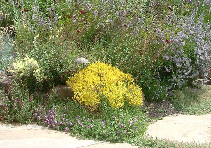 Plant photo of: Bidens ferulifolia