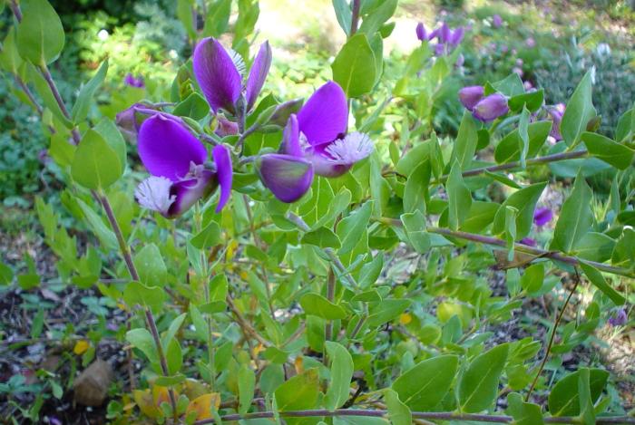 Plant photo of: Polygala myrtiflora 'Mariposa'