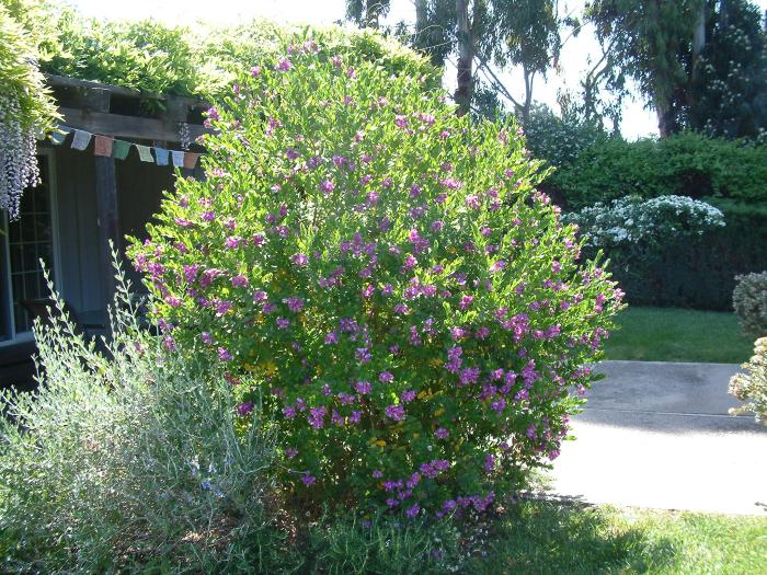 Plant photo of: Polygala myrtiflora 'Mariposa'