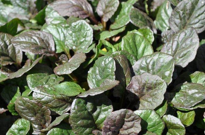 Plant photo of: Ajuga reptans