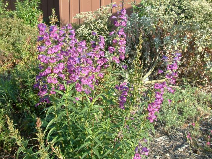 Plant photo of: Penstemon hybrids