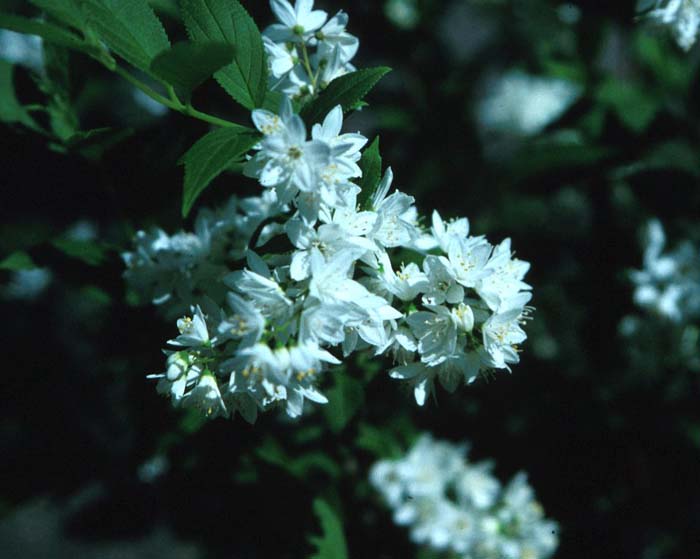 Plant photo of: Deutzia gracilis