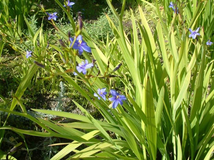 Plant photo of: Dianella tasmanica