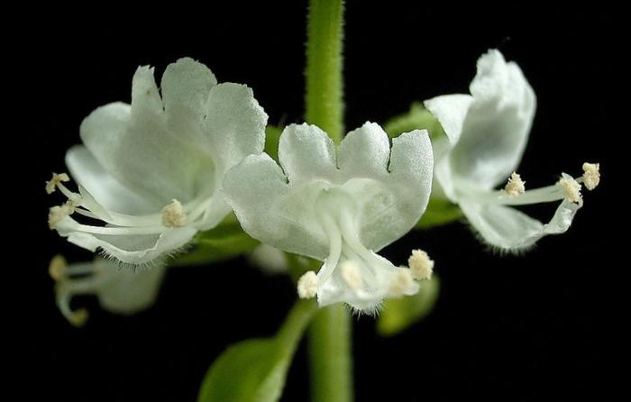 Plant photo of: Ocimum basilicum