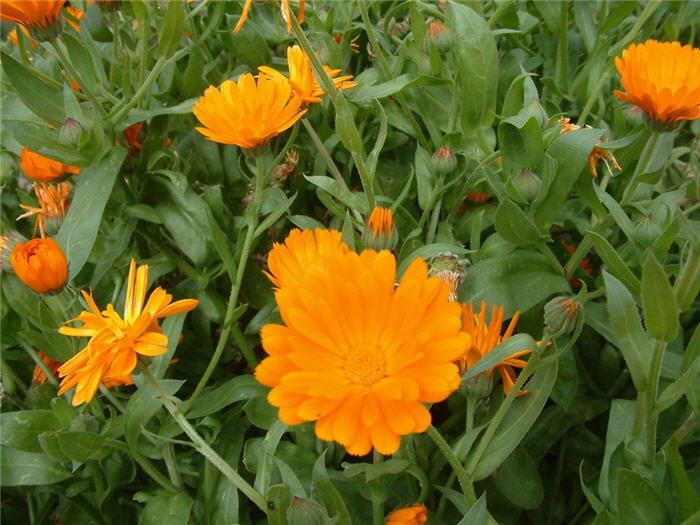 Plant photo of: Calendula officinalis