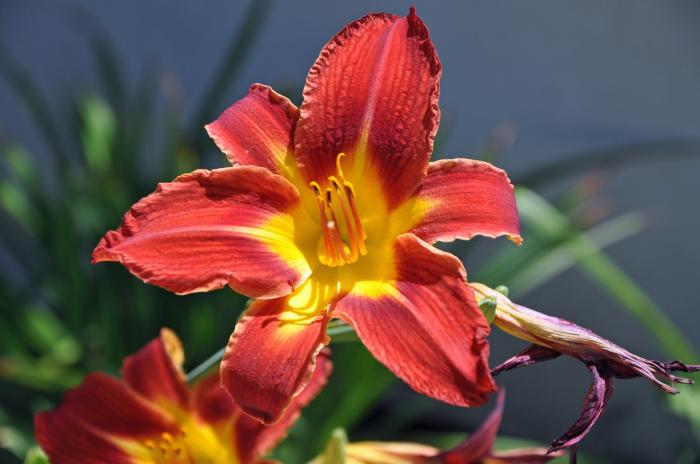 Plant photo of: Hemerocallis 'Gingerbread Man'