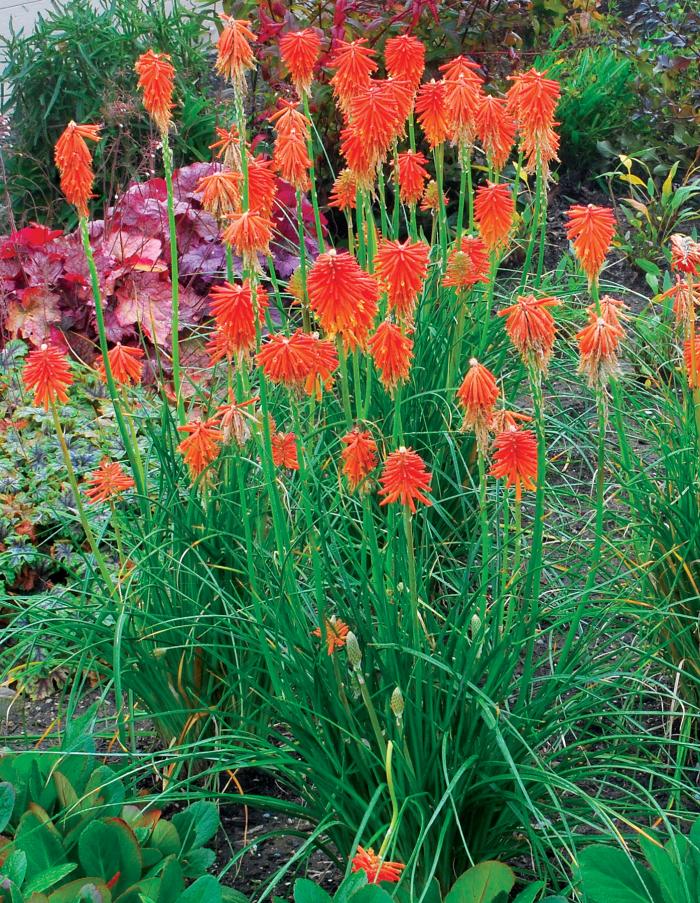 Plant photo of: Kniphofia 'Fire Glow'