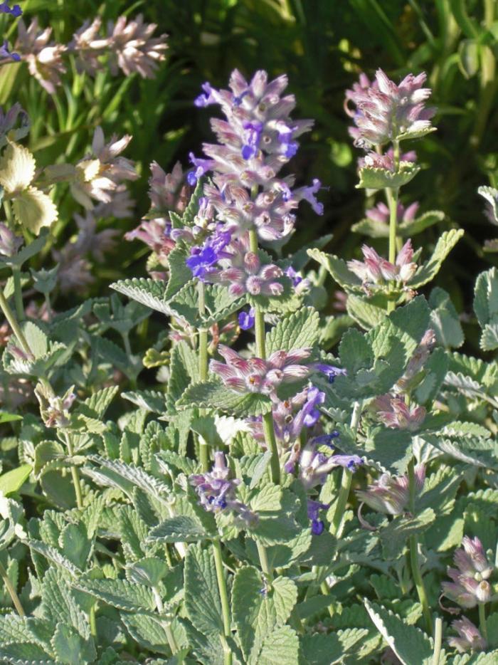 Plant photo of: Nepeta X faassenii 'Dropmore'