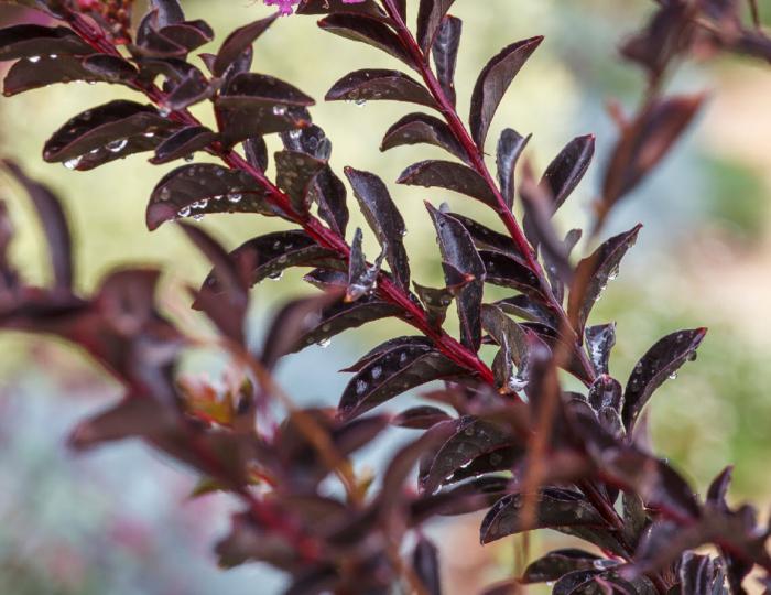 Plant photo of: Lagerstroemia indica 'Delta Fusion'