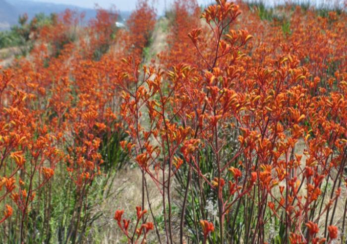 Plant photo of: Anigozanthos hybrid 'Tequila Sunrise'