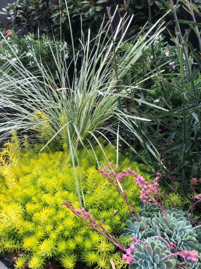 Plant photo of: Lomandra 'Platinum Beauty'