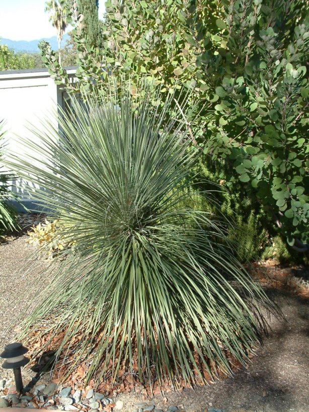 Plant photo of: Yucca elata