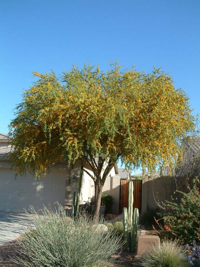 Plant photo of: Acacia farnesiana