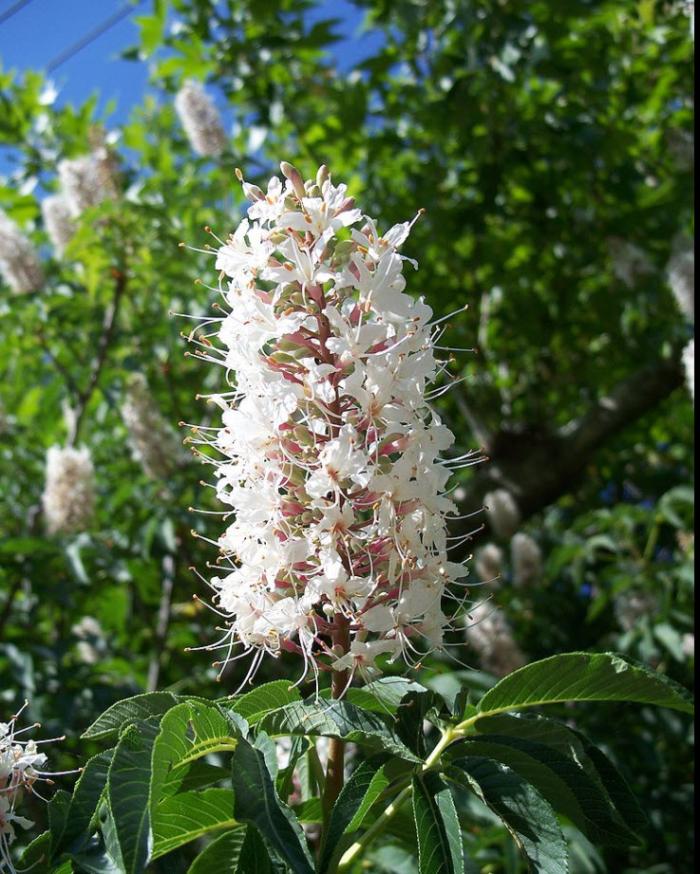 Plant photo of: Aesculus californica