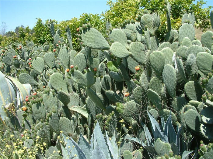 Plant photo of: Opuntia ficus-indica