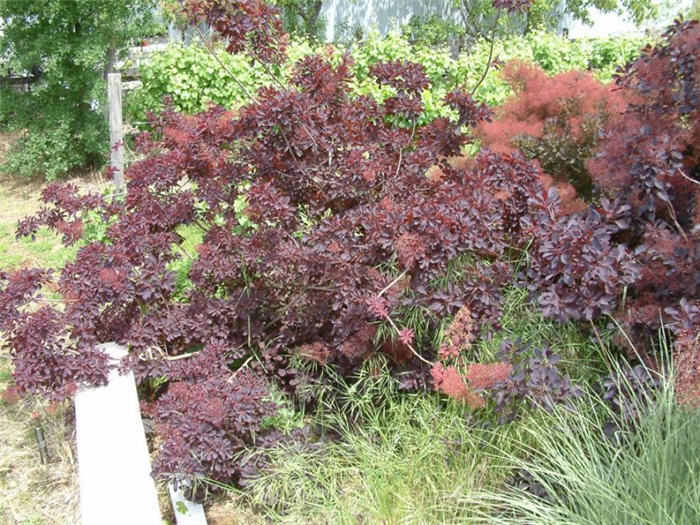 Plant photo of: Cotinus coggygria 'Royal Purple'