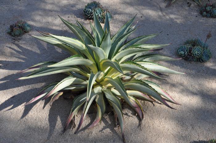 Plant photo of: Agave des. 'Joe Hoak'