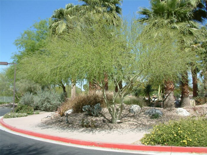 Plant photo of: Parkinsonia praecox