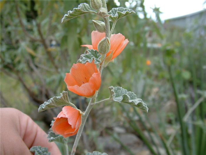 Plant photo of: Sphaeralcea ambigua 'Louis Hamilton'