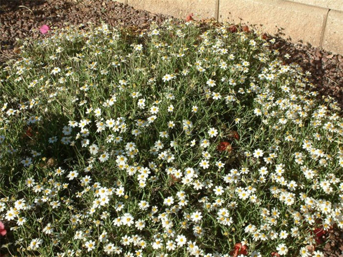 Plant photo of: Melampodium leucanthum