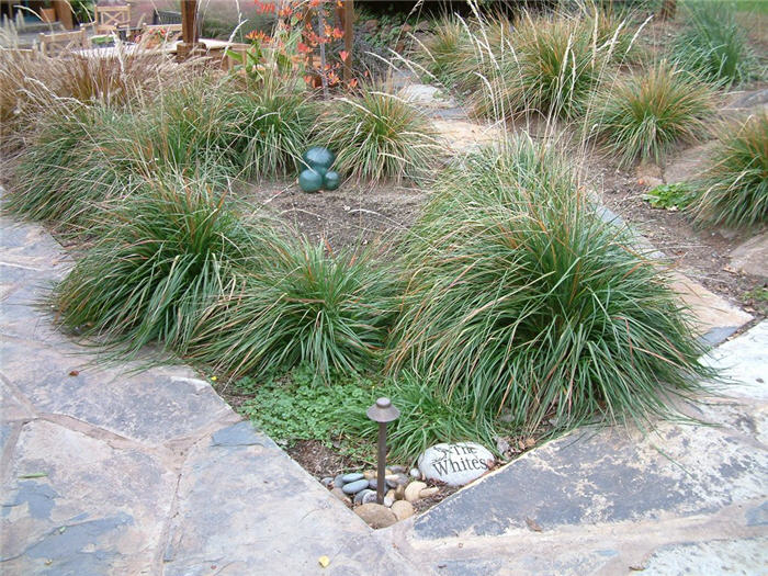 Plant photo of: Pennisetum alopecuroides 'Hamelin'