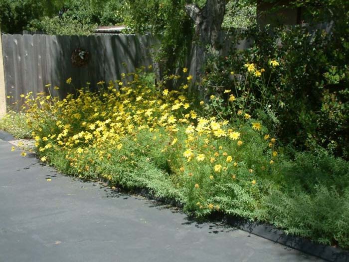 Plant photo of: Coreopsis maritima