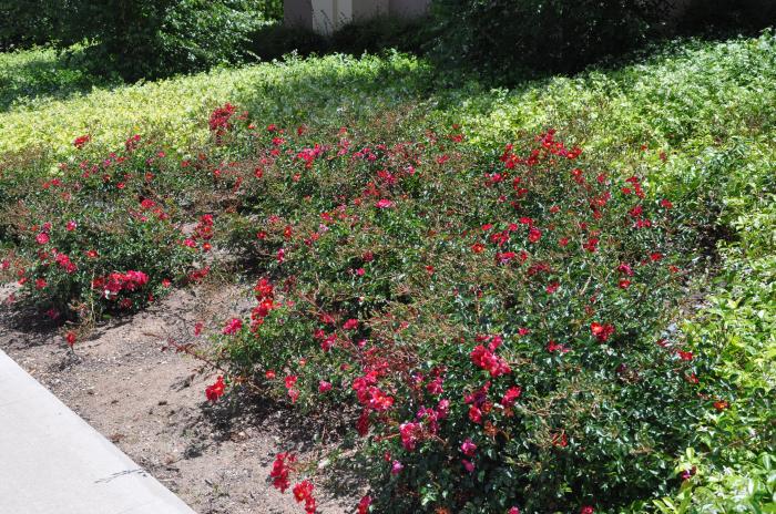 Plant photo of: Rosa Flower Carpet Red