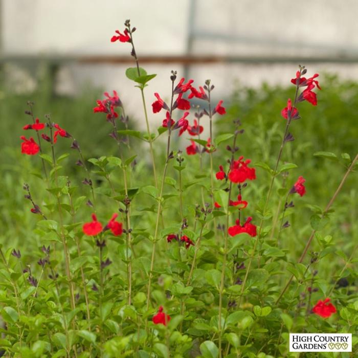 Plant photo of: Salvia greggii 'Furman's Red'