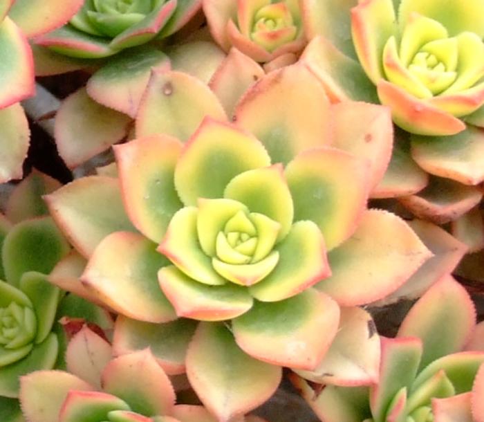 Plant photo of: Aeonium 'Kiwi'