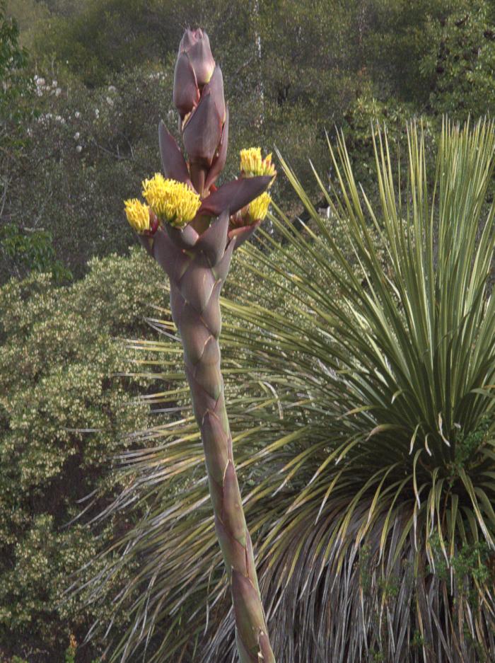 Plant photo of: Agave parryi ssp. parryi