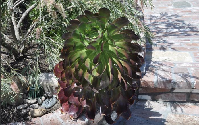 Plant photo of: Aeonium arboreum 'Cyclops'