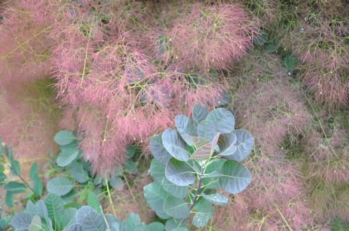 Plant photo of: Cotinus X 'Grace'