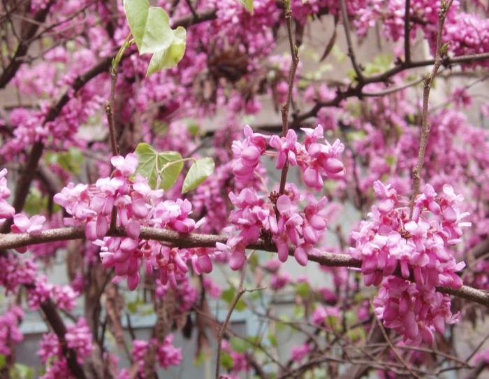 Plant photo of: Cercis can. var. mexicana