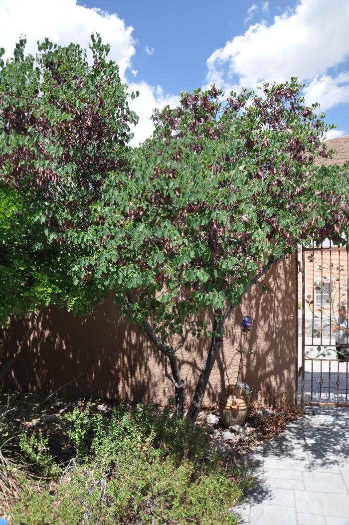 Plant photo of: Cercis can. var. mexicana