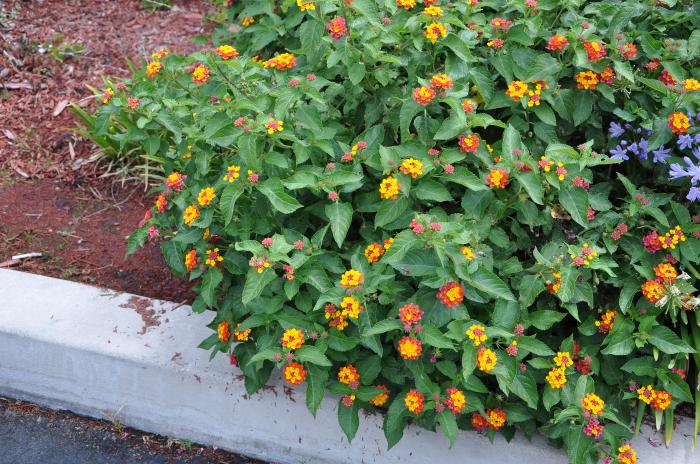 Plant photo of: Lantana 'Radiation'