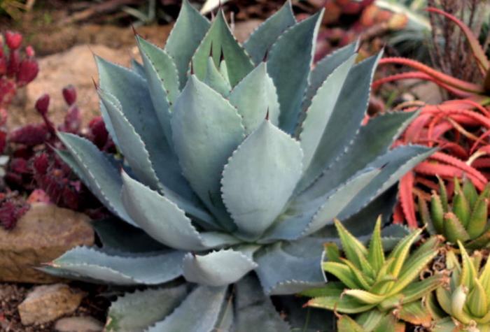 Plant photo of: Agave celsii 'Nova'