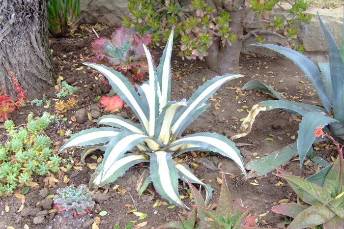 Plant photo of: Agave mediopicta