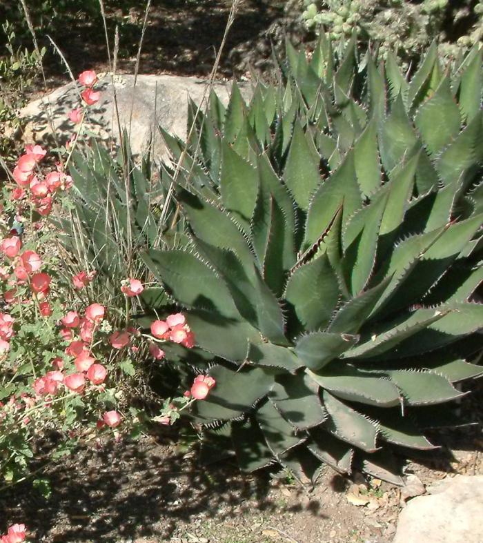 Plant photo of: Agave shawii