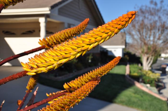 Plant photo of: Aloe marlothii