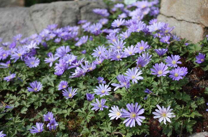 Plant photo of: Anemone blanda