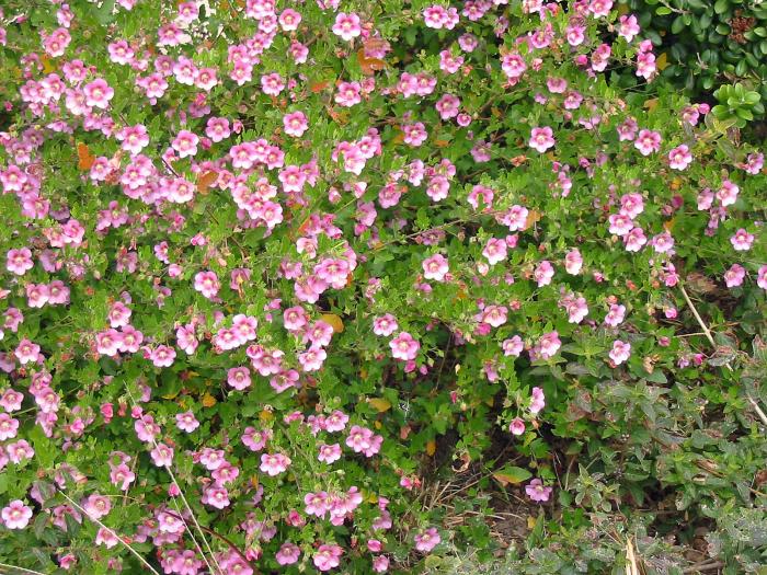 Plant photo of: Anisodontea X hypomandarum