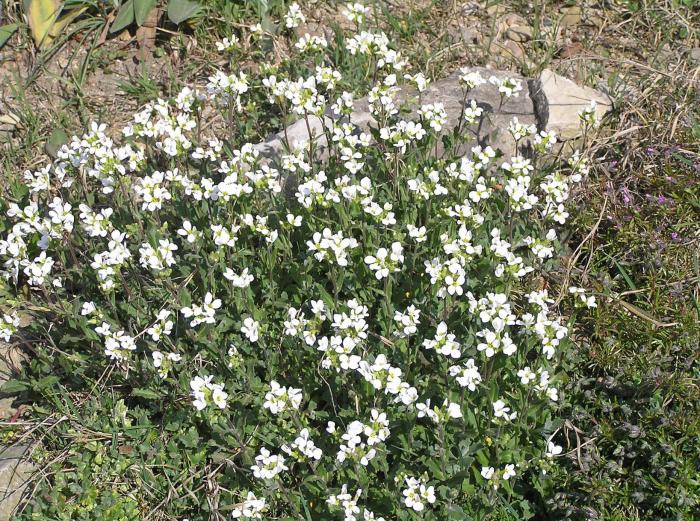 Plant photo of: Arabis caucasica