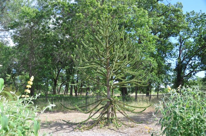 Plant photo of: Araucaria araucana