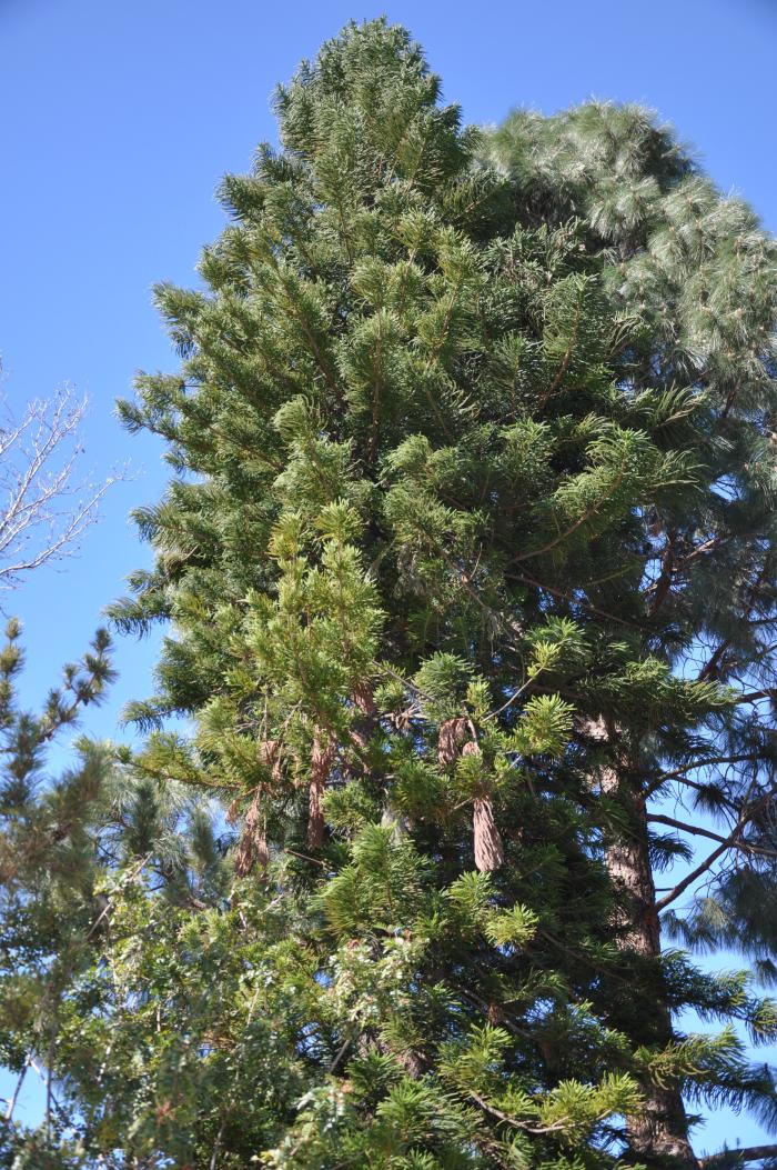 Plant photo of: Araucaria bidwillii