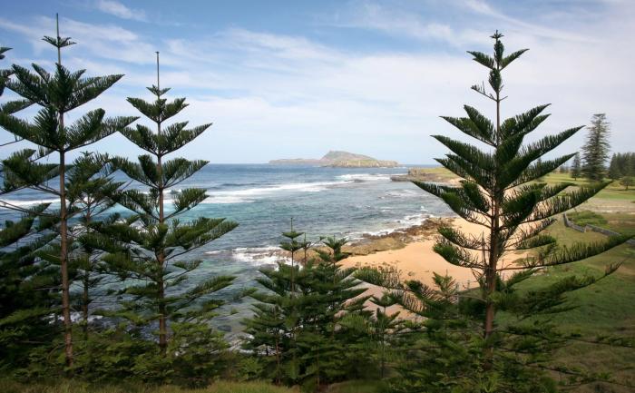 Plant photo of: Araucaria heterophylla