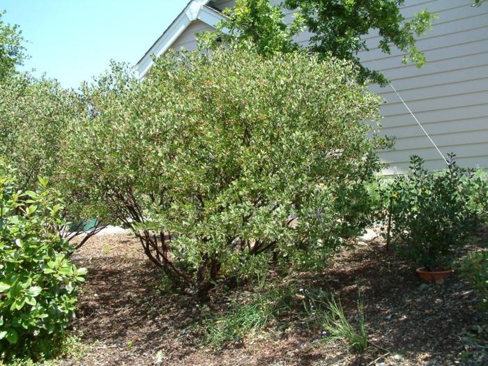 Plant photo of: Arctostaphylos bakeri 'Louis Edmunds'