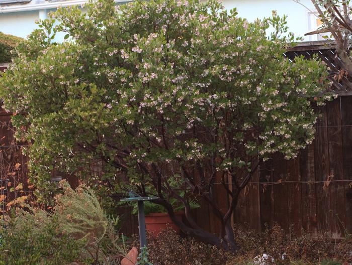 Plant photo of: Arctostaphylos den. 'Sentinel'