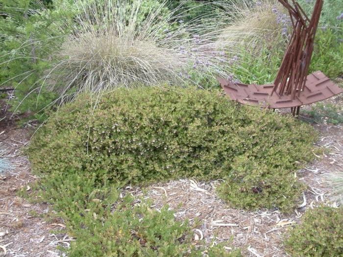 Plant photo of: Arctostaphylos hookeri 'Monterey Carpet'