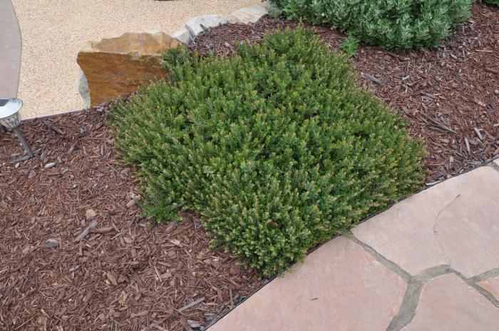 Plant photo of: Arctostaphylos uva-ursi 'Point Reyes'