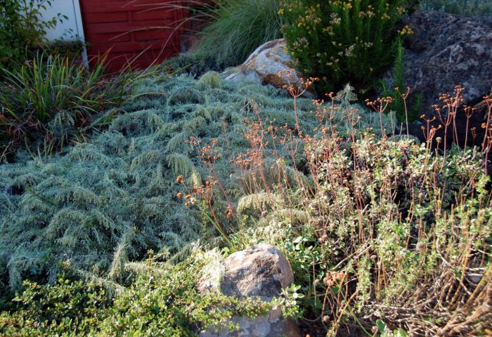 Plant photo of: Artemisia californica 'Canyon Gray'